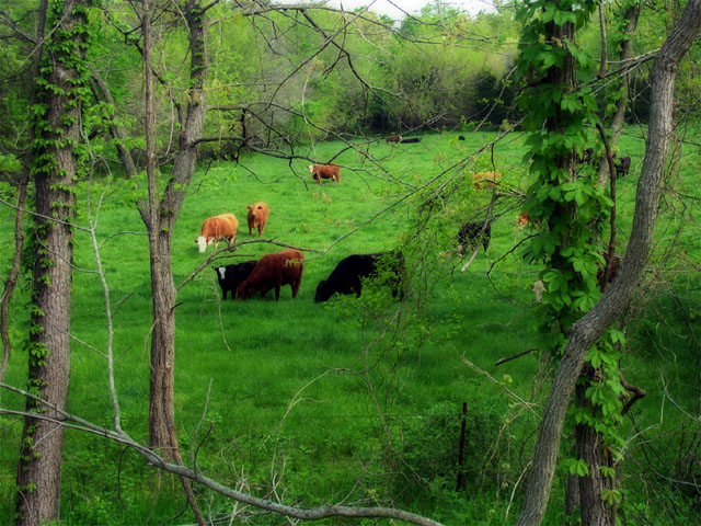 Photos from my bike ride on the Katy Trail, 2002