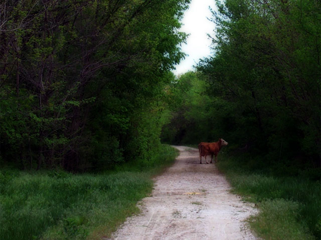 Photos from my bike ride on the Katy Trail, 2002