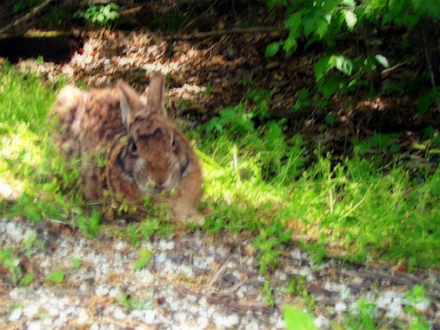 Photos from my bike ride on the Katy Trail, 2002